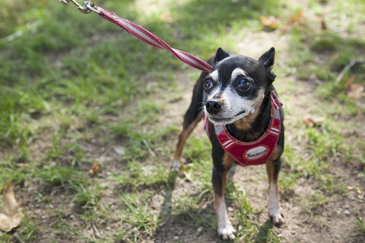 Josie, a miniature pinscher, stands near her owner, Chris Cribbs, at the Blessing of the Animals gathering at 4 P.M. on Sunday, August 21, 2016, at Miller Park. Pet owners from around the grounds gathered for Chaplain Lisa Marchal of the Methodist House to bless their pets, some of whom were represented by photos on phones or in picture frames. Photo by Carolyn Brown.