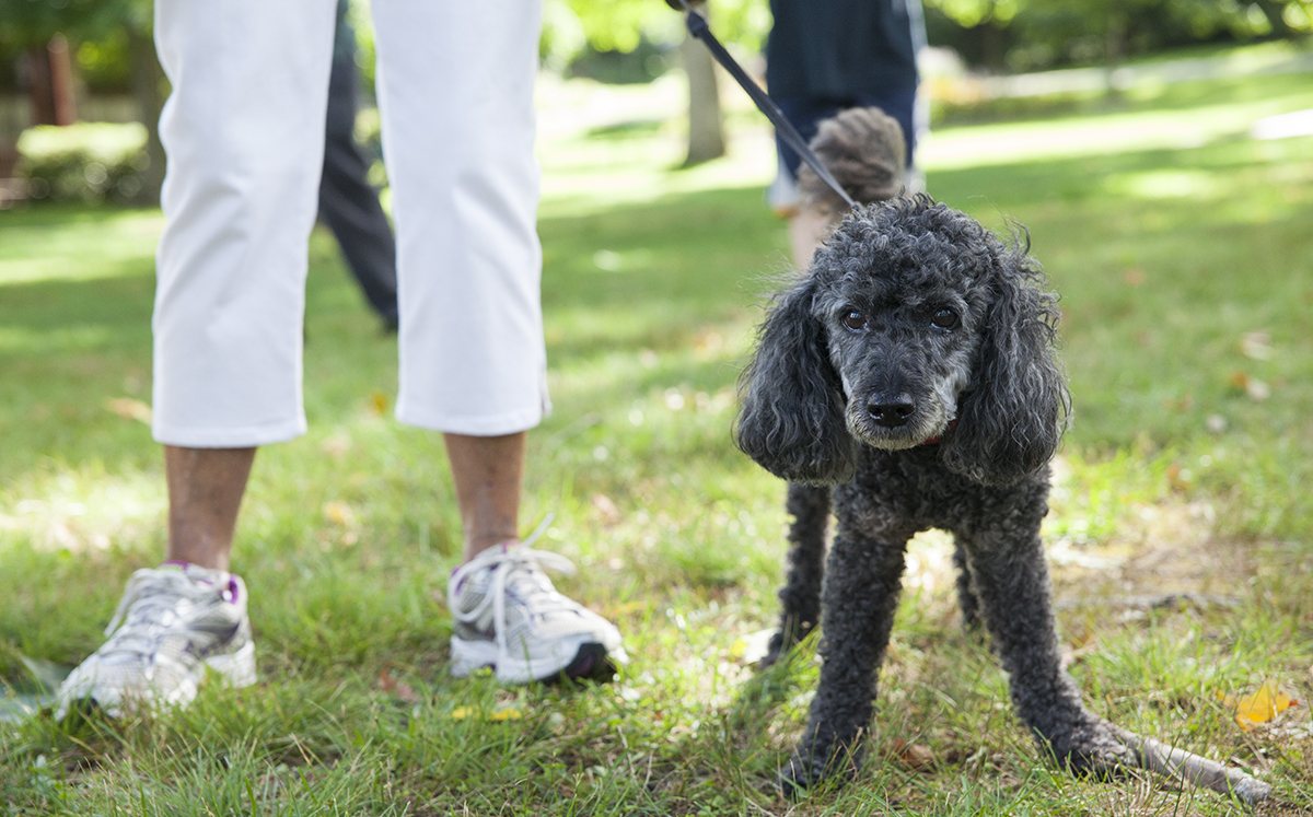 Laddie, a poodle, stands near his owner, Janet Davis, at the Blessing of the Animals gathering at 4 P.M. on Sunday, August 21, 2016, at Miller Park. Pet owners from around the grounds gathered for Chaplain Lisa Marchal of the Methodist House to bless their pets, some of whom were represented by photos on phones or in picture frames. Photo by Carolyn Brown.