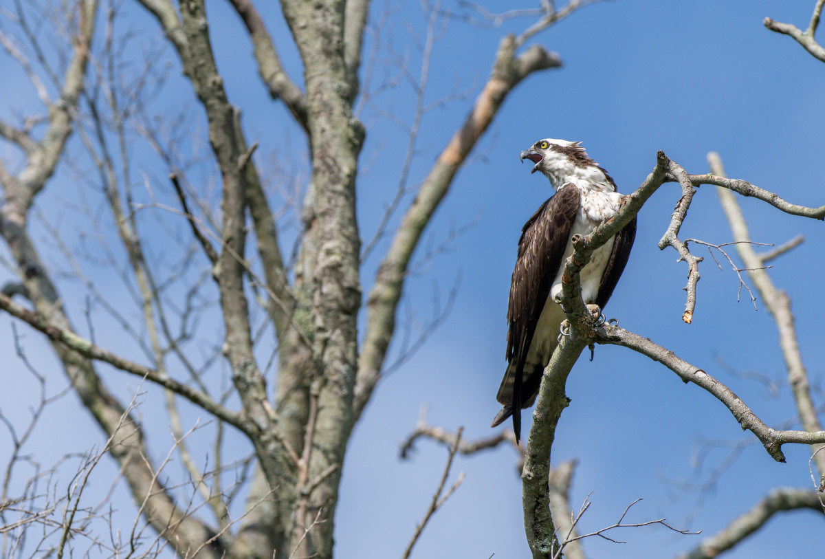 073124_Ospreys_DM_01.jpg