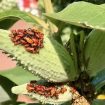 081225_Gallagher_InsectWalk