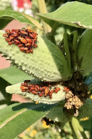 081225_Gallagher_InsectWalk