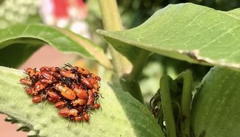 081225_Gallagher_InsectWalk