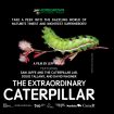caterpillar