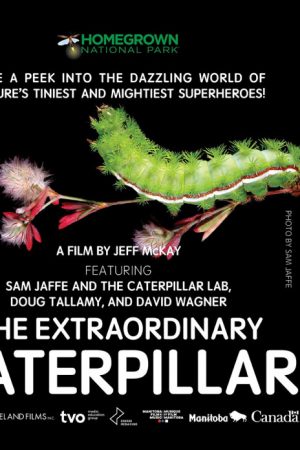 caterpillar