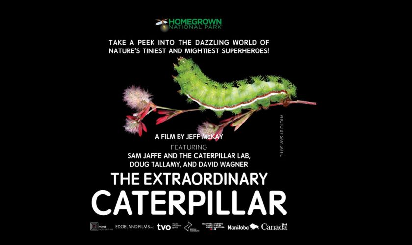 caterpillar