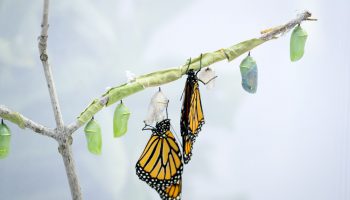 082126_MonarchButterfly_GCM003