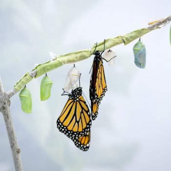 082126_MonarchButterfly_GCM003