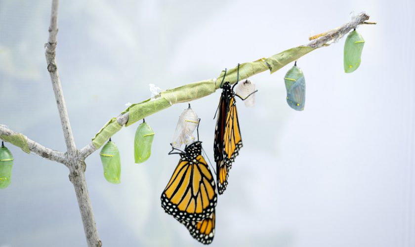 082126_MonarchButterfly_GCM003